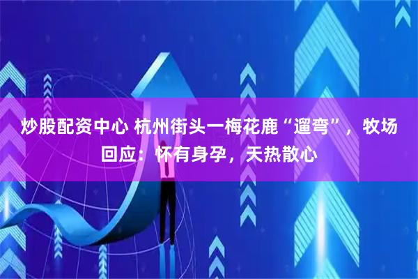 炒股配资中心 杭州街头一梅花鹿“遛弯”，牧场回应：怀有身孕，天热散心